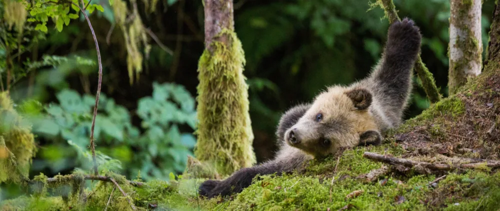 British Columbia's Wildlife