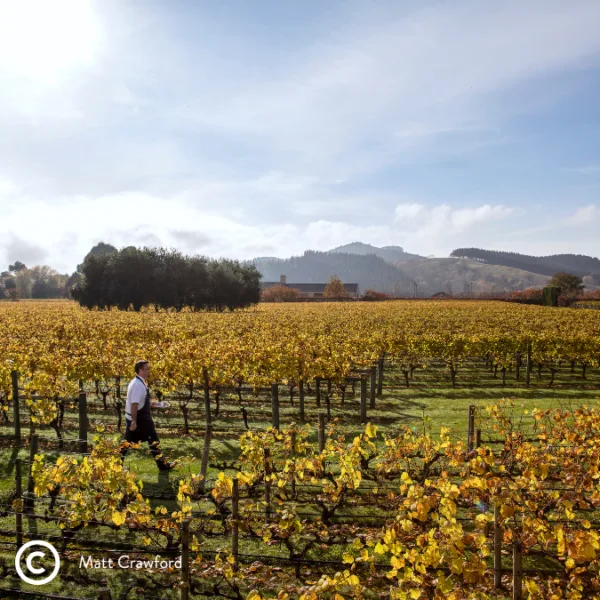 Classic New Zealand Wine Trail