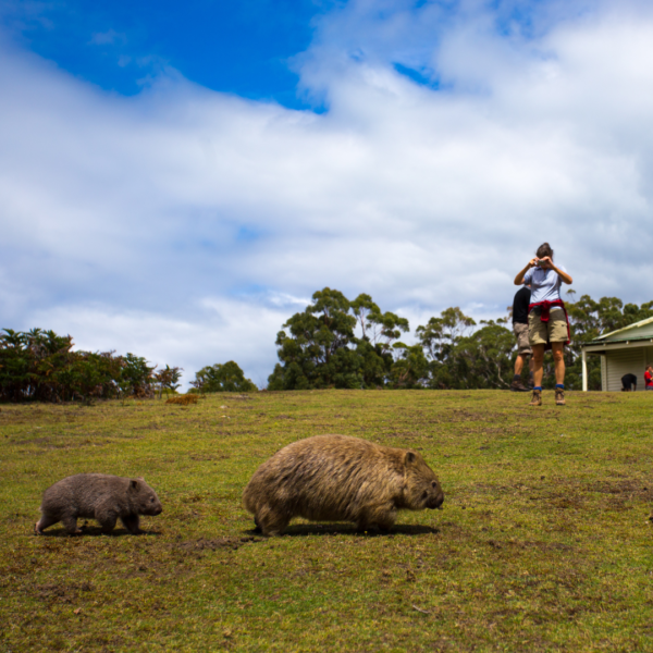 The Maria Island Walk